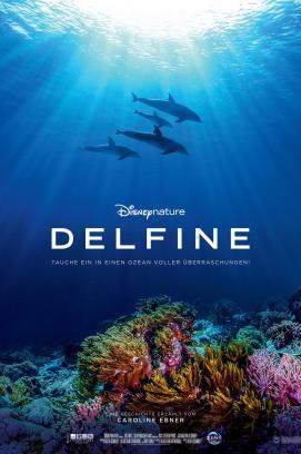 Delfine stream