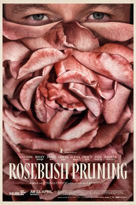 Rosebush Pruning stream